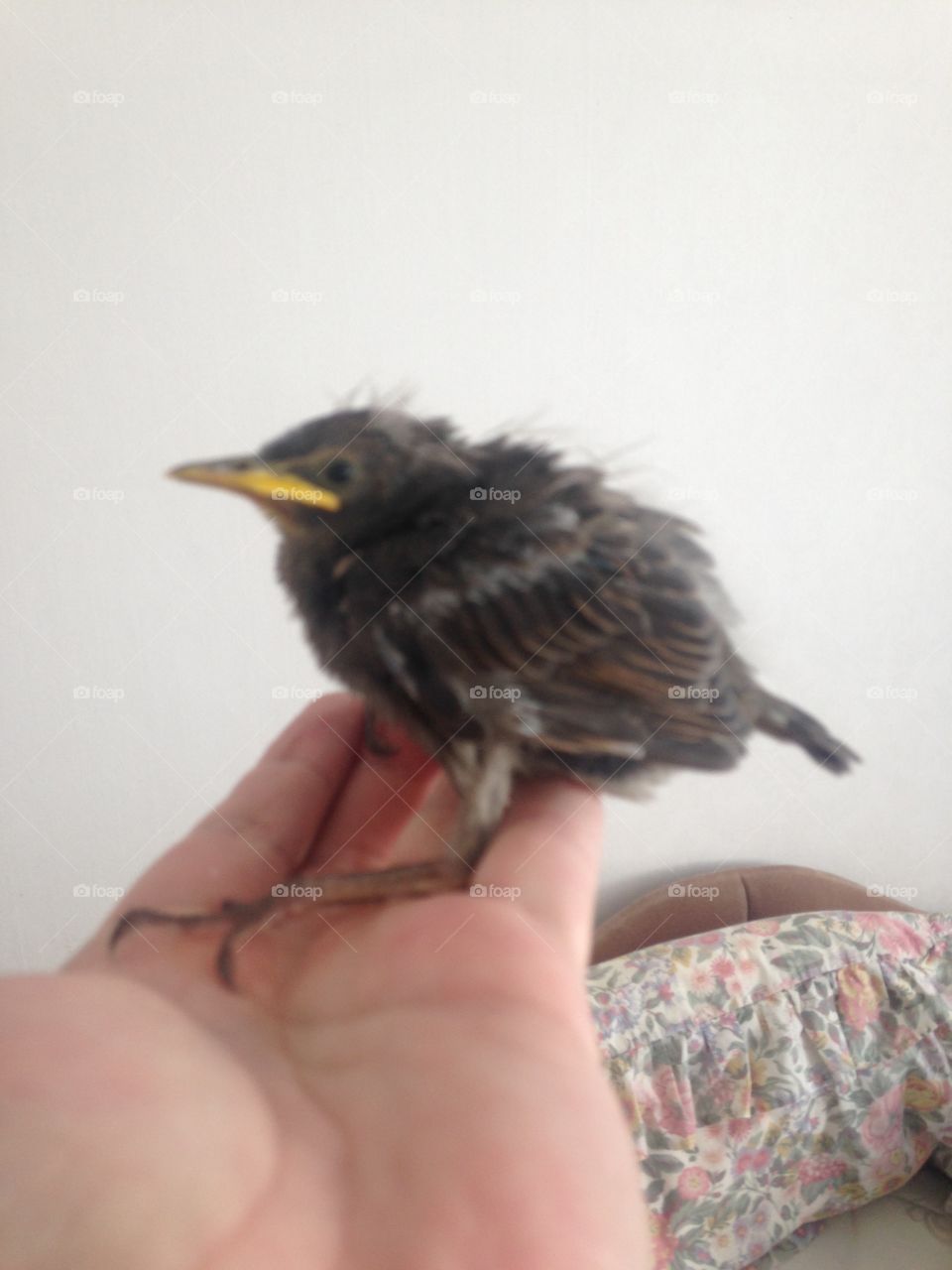 Kiki, a fledgling starling that fell out of her nest on a city street,. She couldn't be rescued by her parents (we waited to see) so we rescued her before she died of dehydration or starvation. We named her after the sounds she originally made.