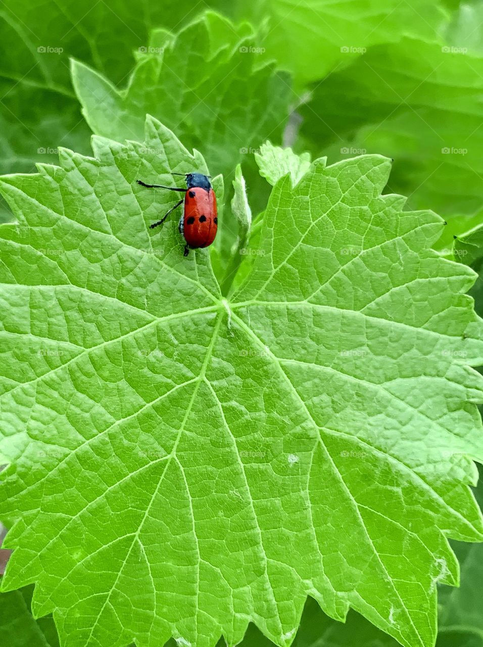 Red bug 🐜