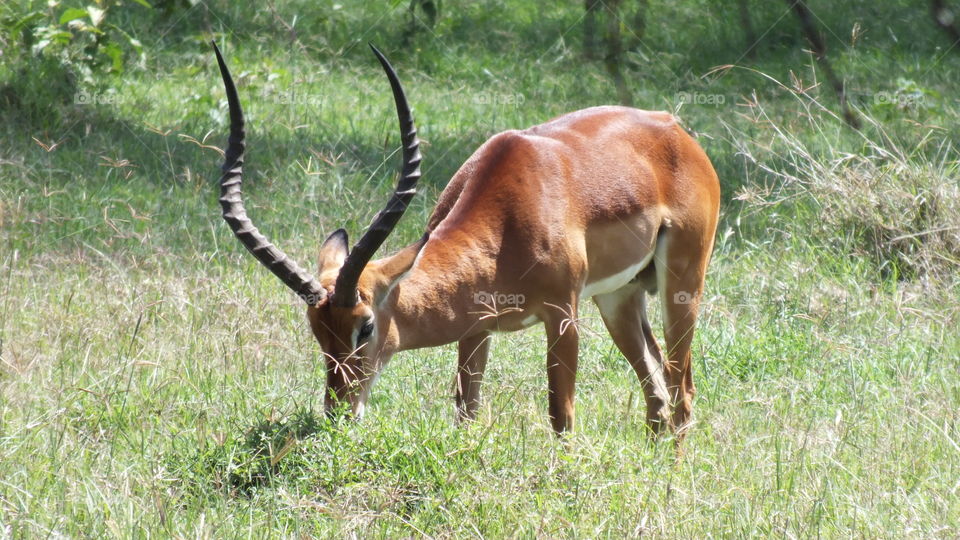 Impala grazing