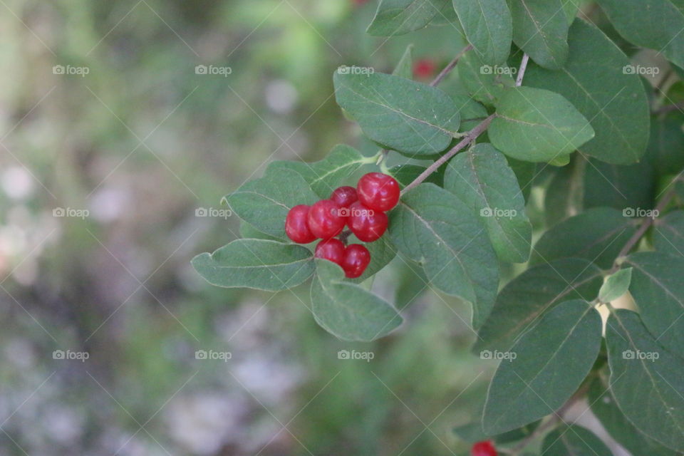 Berries