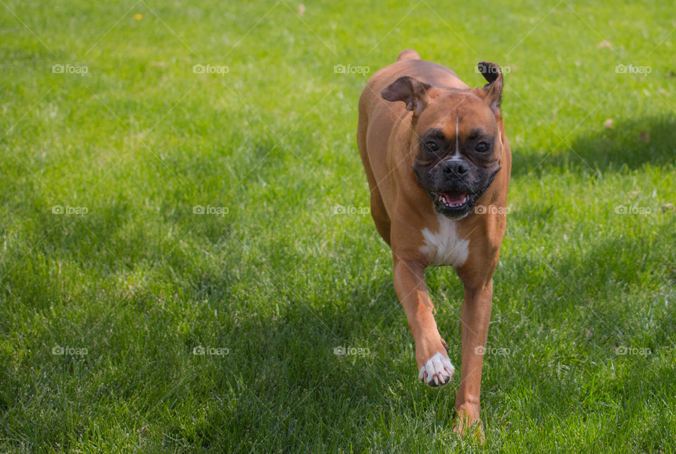 Close-up of brown dog