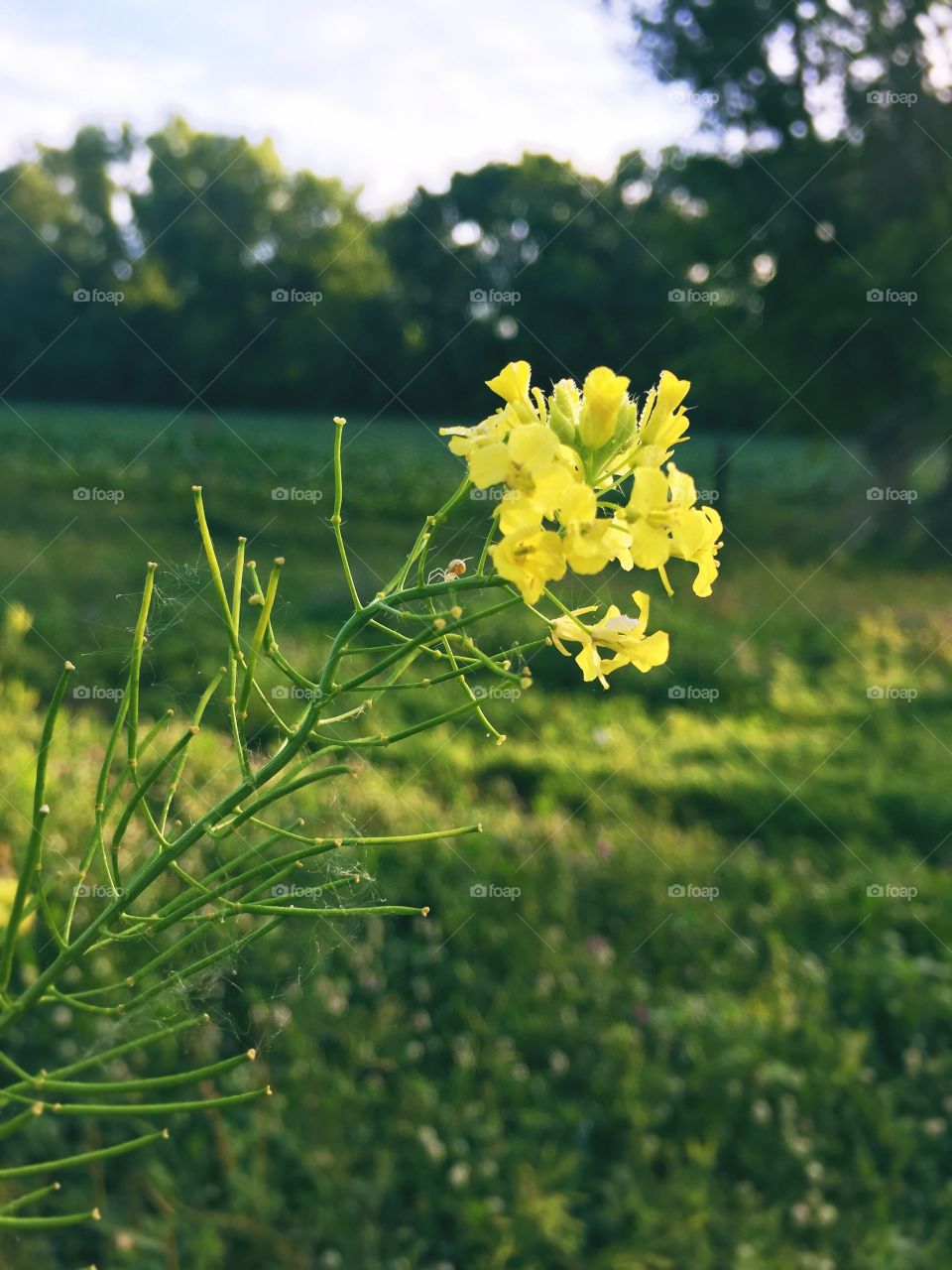 A flower head of Bog Yellowcress in the sunlight against a blurred rural landscape (portrait)