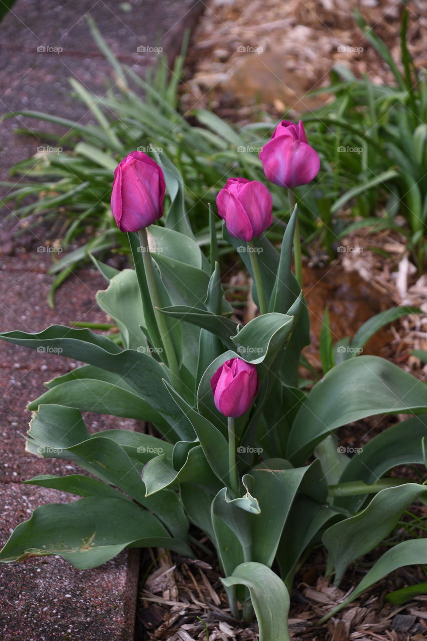 pink tulips