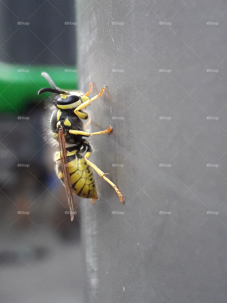 wasp insect little zoom