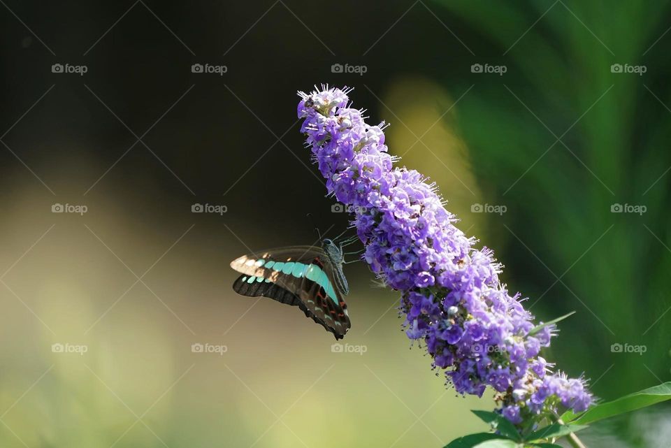 Beautiful and cute butterfly