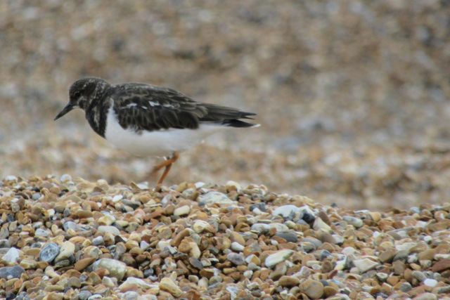 Ruddy turnstone walking on the pebble beach