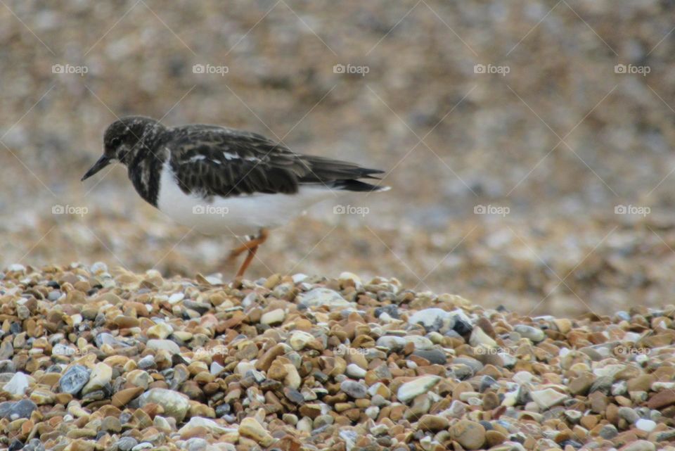 Ruddy turnstone walking on the pebble beach