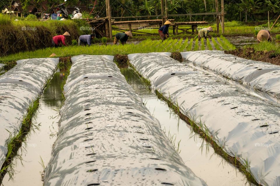direction to the farmers work in rice field at the morning day