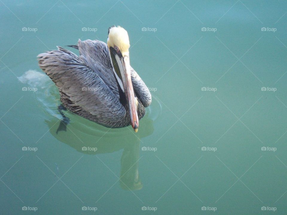 Florida pelican