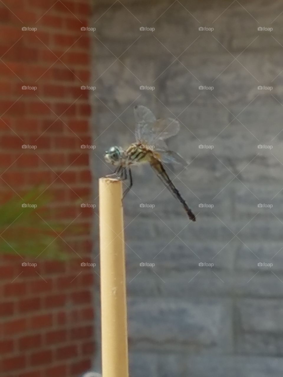 dragonfly landing