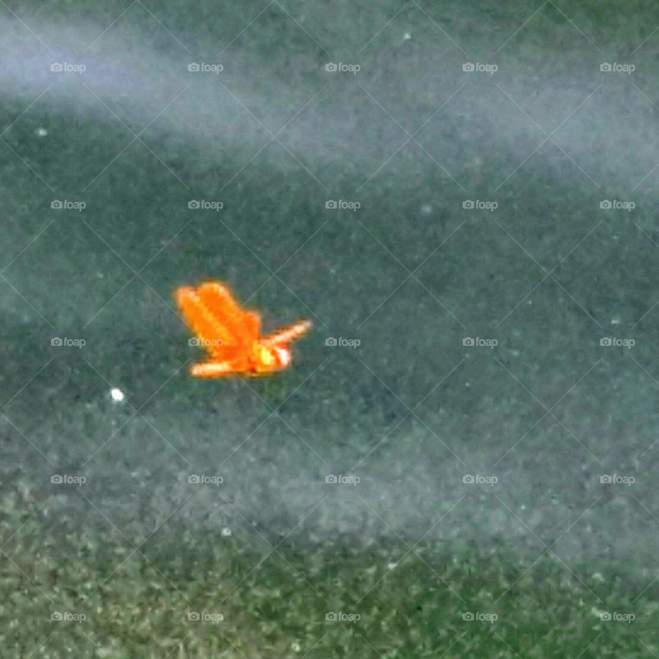 Huge orange Dragonfly caught in midair from 5 ft. away over urban pond