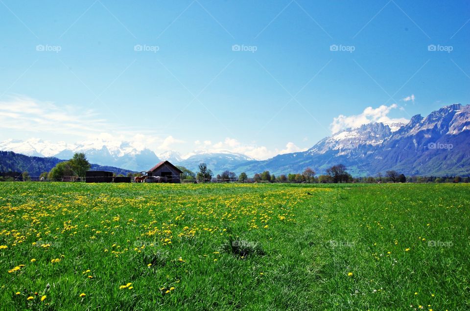 Scenic view of field