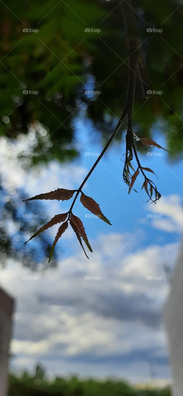 Baby leaf..Neem leaf ,a mind blowing shot from down to view the blue clear sky
