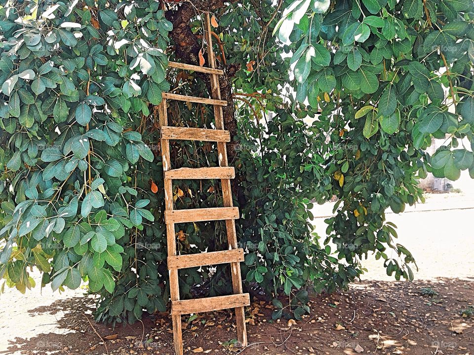 Ladder on the tree