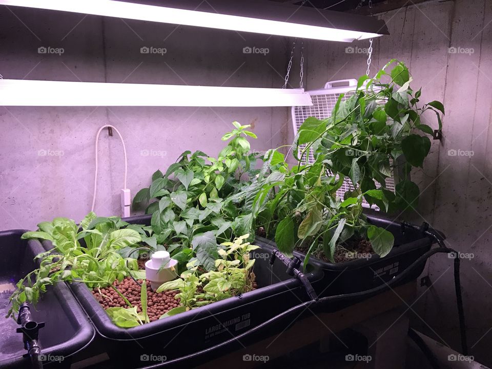 Garden Anywhere - Aquaponics