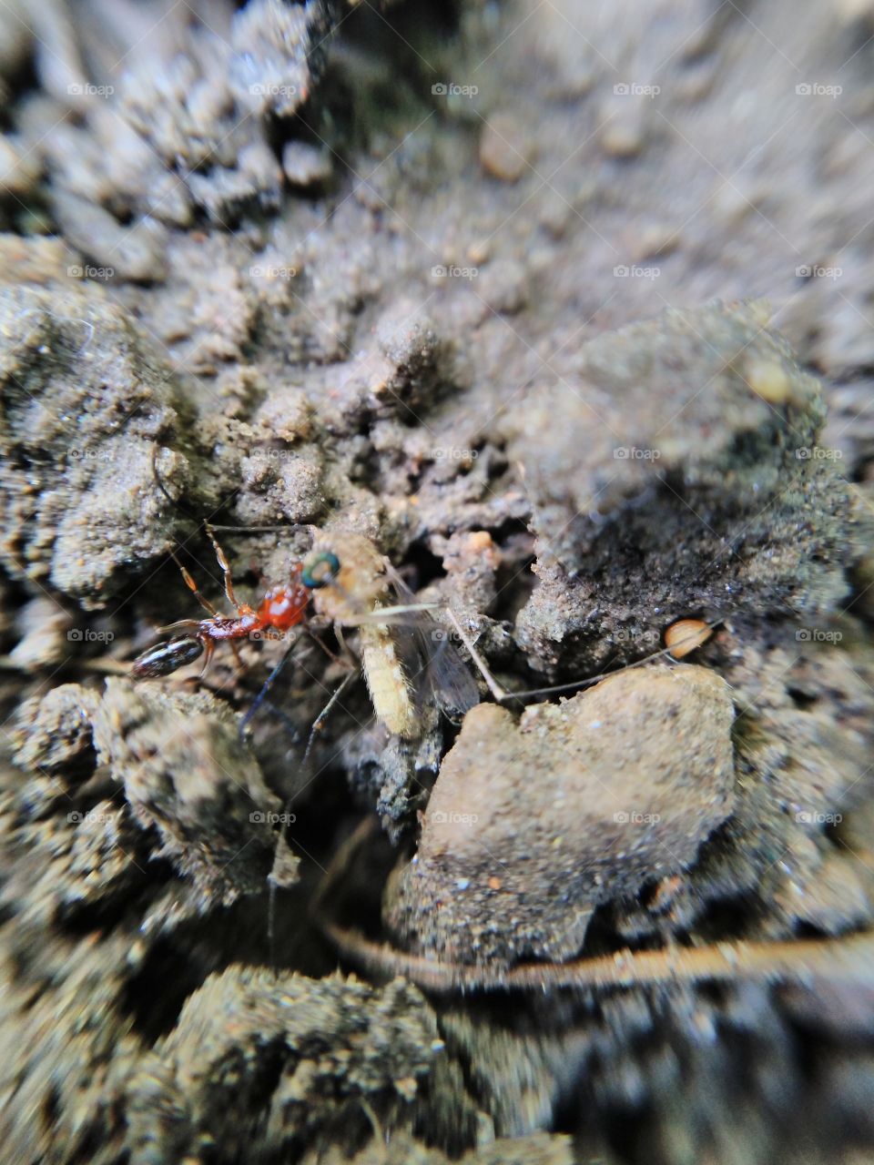 ant catching a mosquito