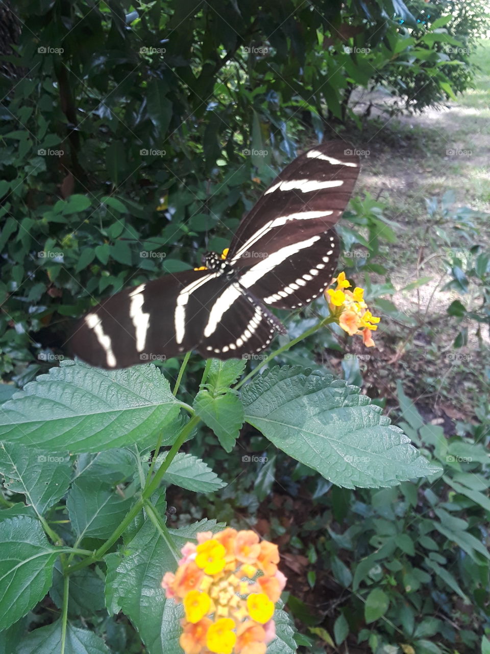 Florida Highlands butterfly