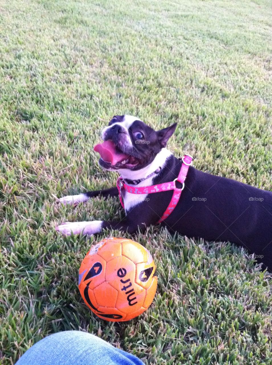 Lily playing with her soccer ball at the dog park