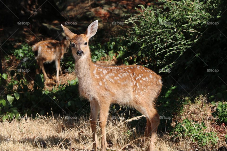 Deers wandering in the woods 