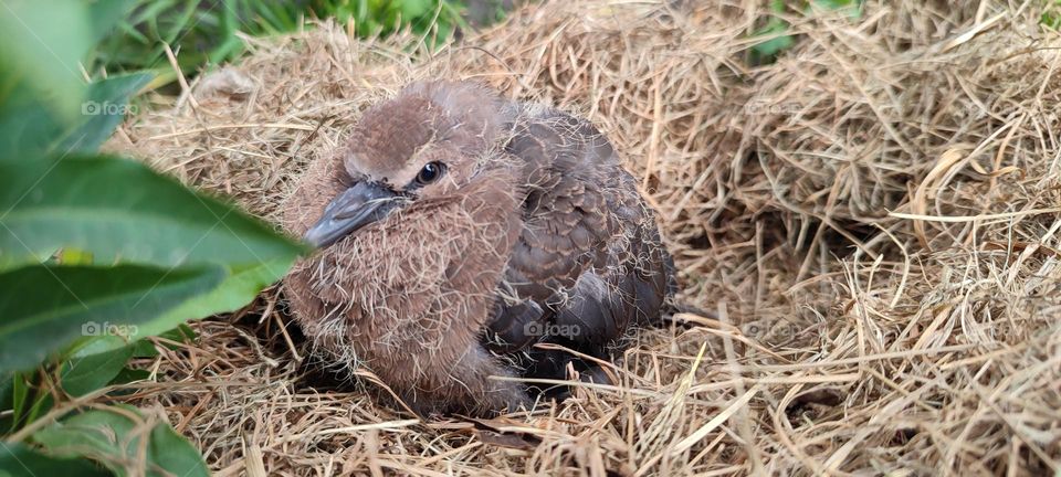 Young Dove