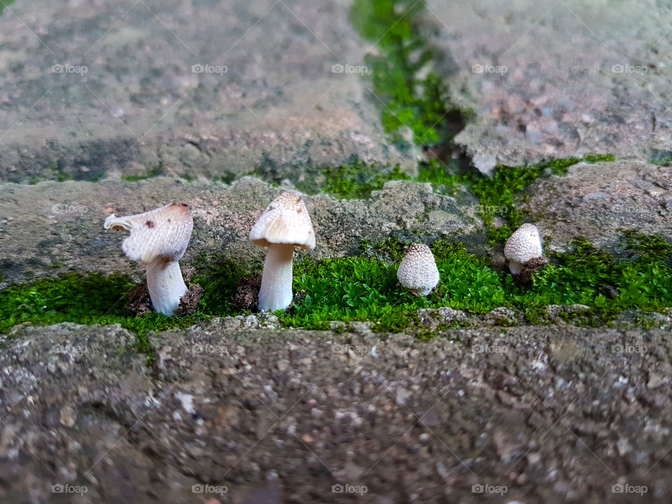 four small mushrooms growing in moss