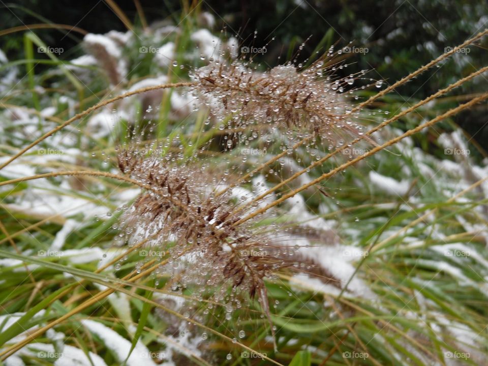 Parc de Mariemont , la Louvière