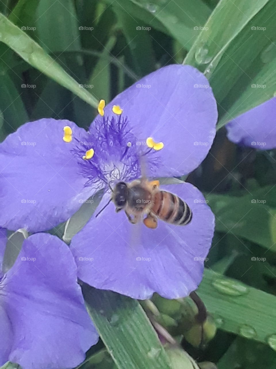Honey bee on a purple spider wort