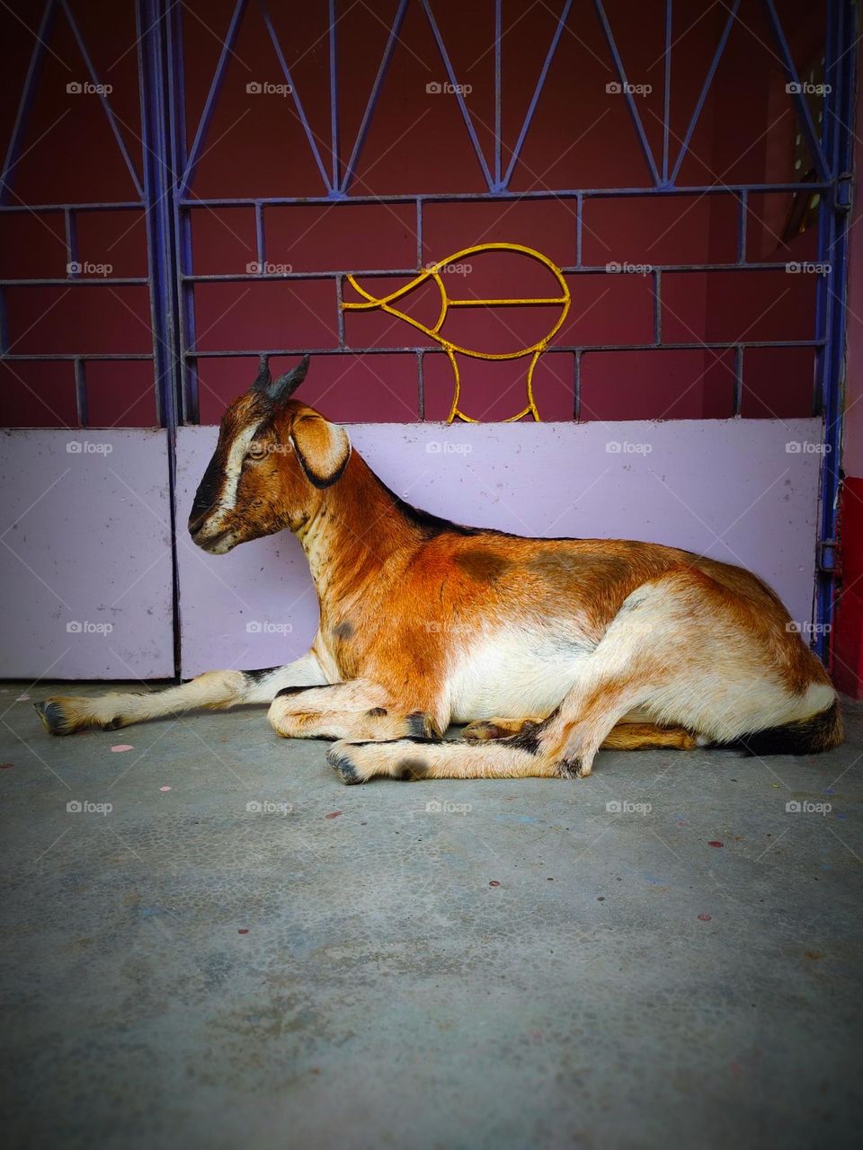I took the picture of this goat. The picture of the goat is very beautiful.  This picture is a picture of our village goat.