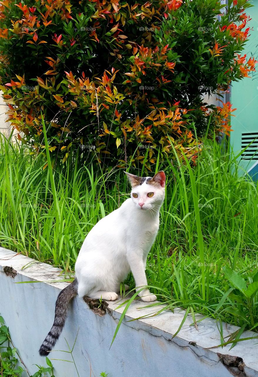 Cat sitting on concrete fence...