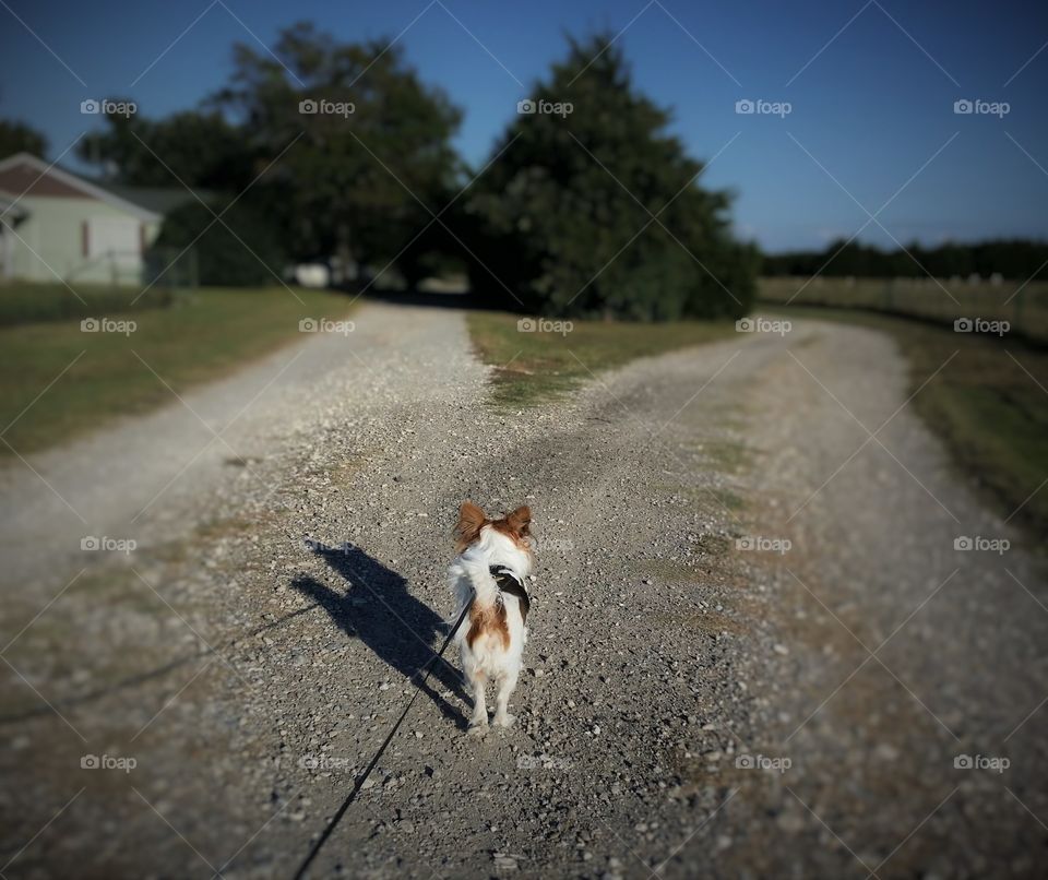 A papillon puppy dog at a crossroads