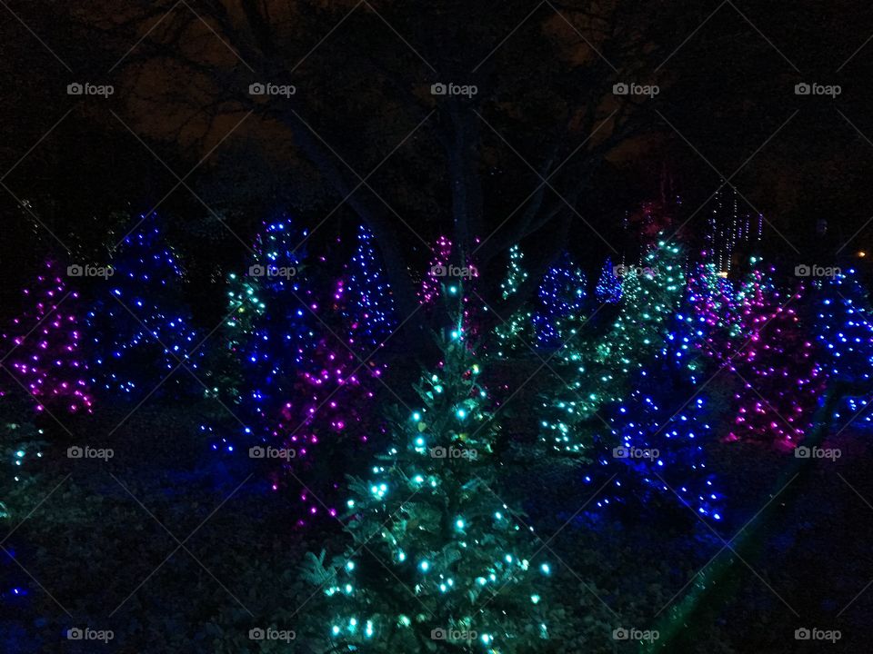 Christmas lights at the botanical garden 