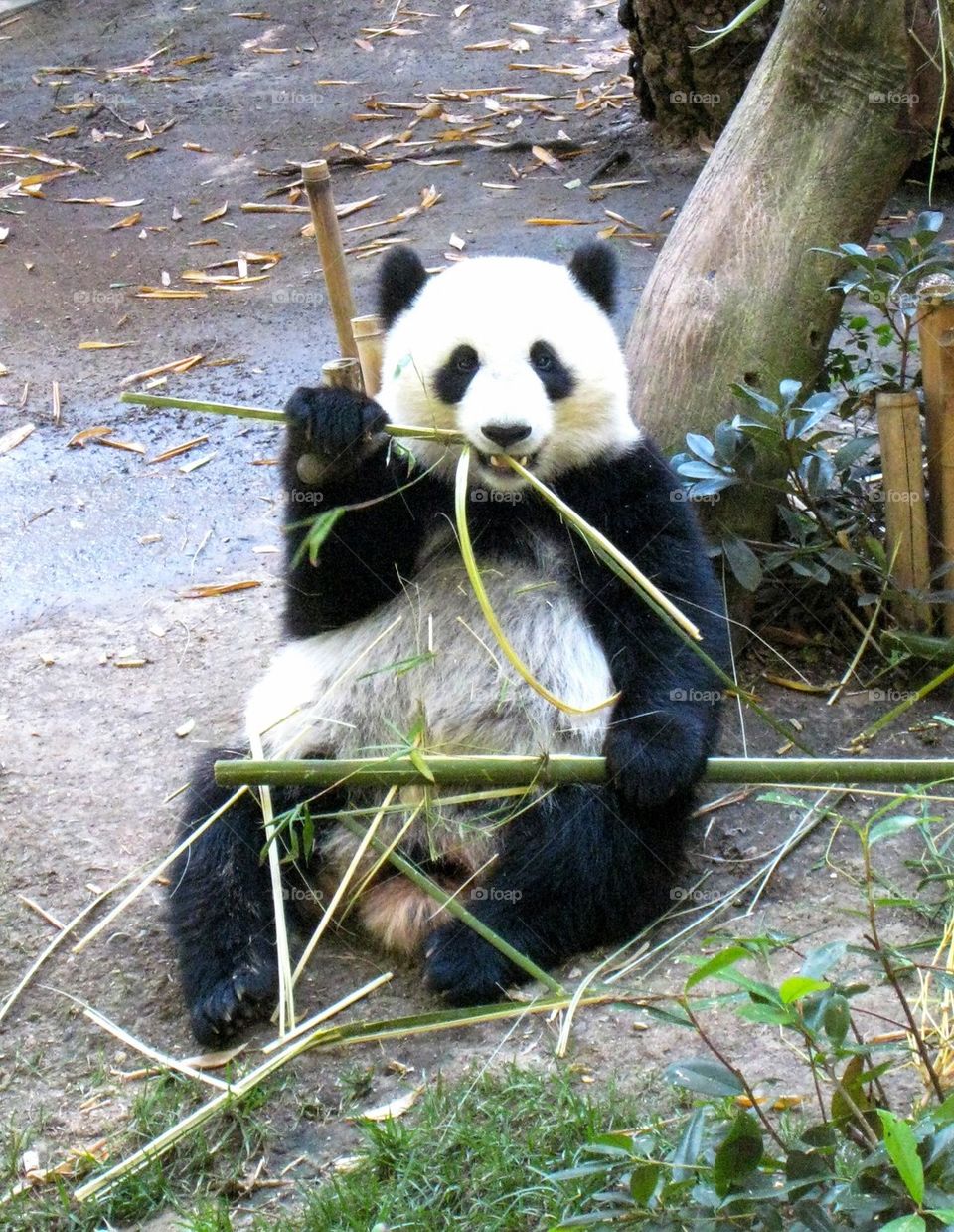 Close-up of panda eating