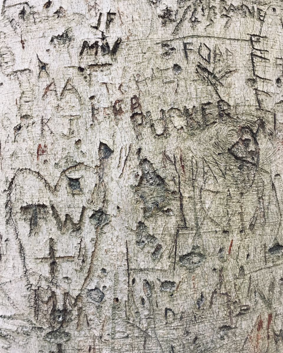 Pucker written on the bark of a tree