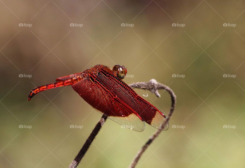 Indonesian red - winged Dragonfly. Red - Blooding coloured dragonfly for. genus Neurothemis . Unique member of Libellulidae which ready to found at the tropical site , open wing's , swamp, abd could'nt far from the montana river actually.