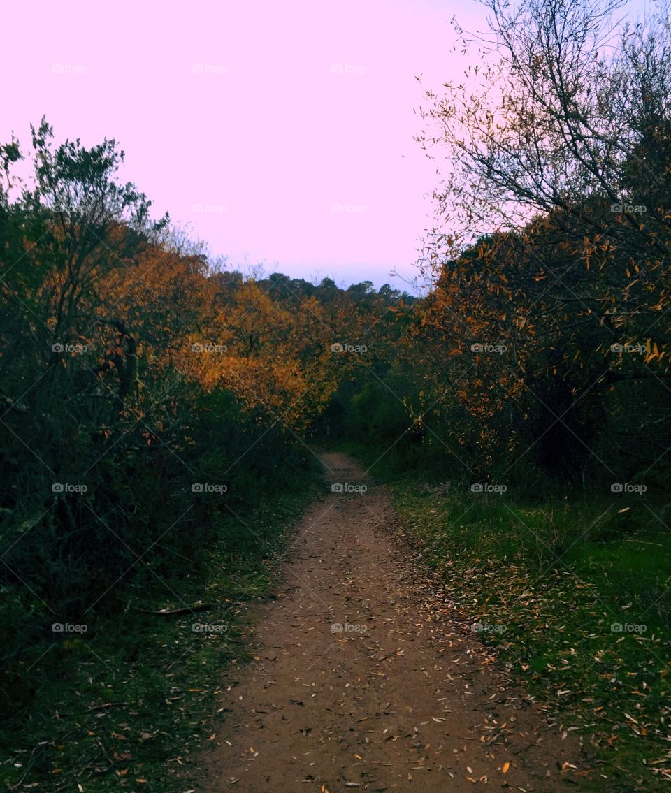 Fall, Tree, Landscape, No Person, Dawn