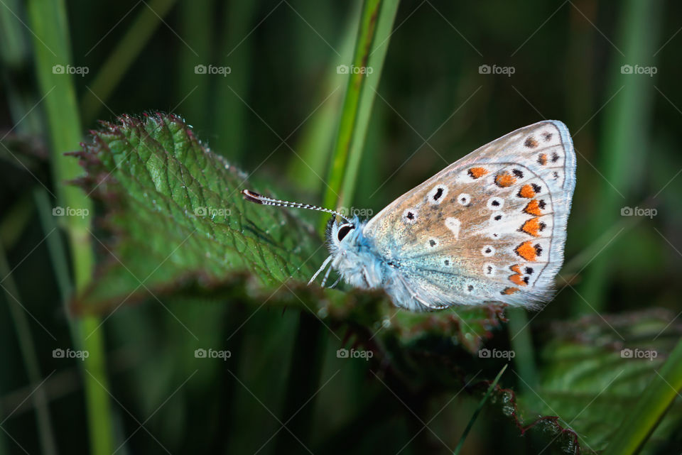 Butterfly on a green leaf