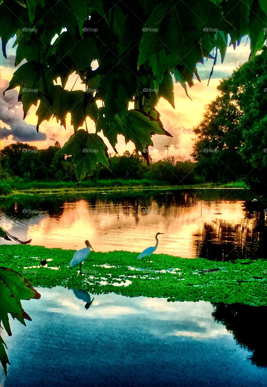 Sunset at reflective lake with FL wildlife. 