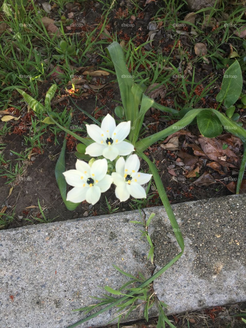 White flowers