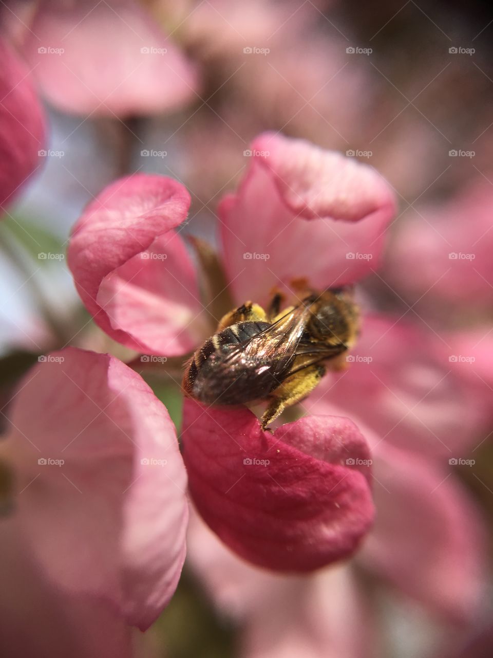 Bee in pink blossoms