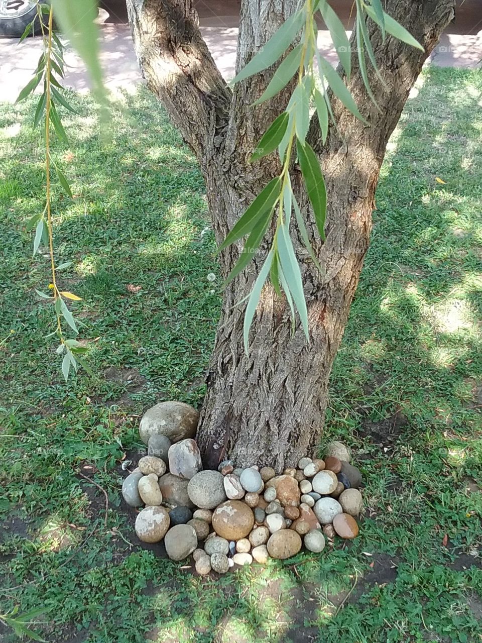 Some nice round river rock around the weep and willow tree out on the front lawn.
