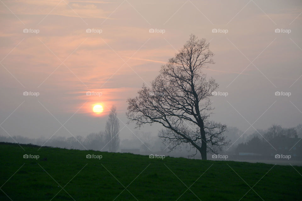 Lone tree at sunset. A beautiful sunset in the English countryside