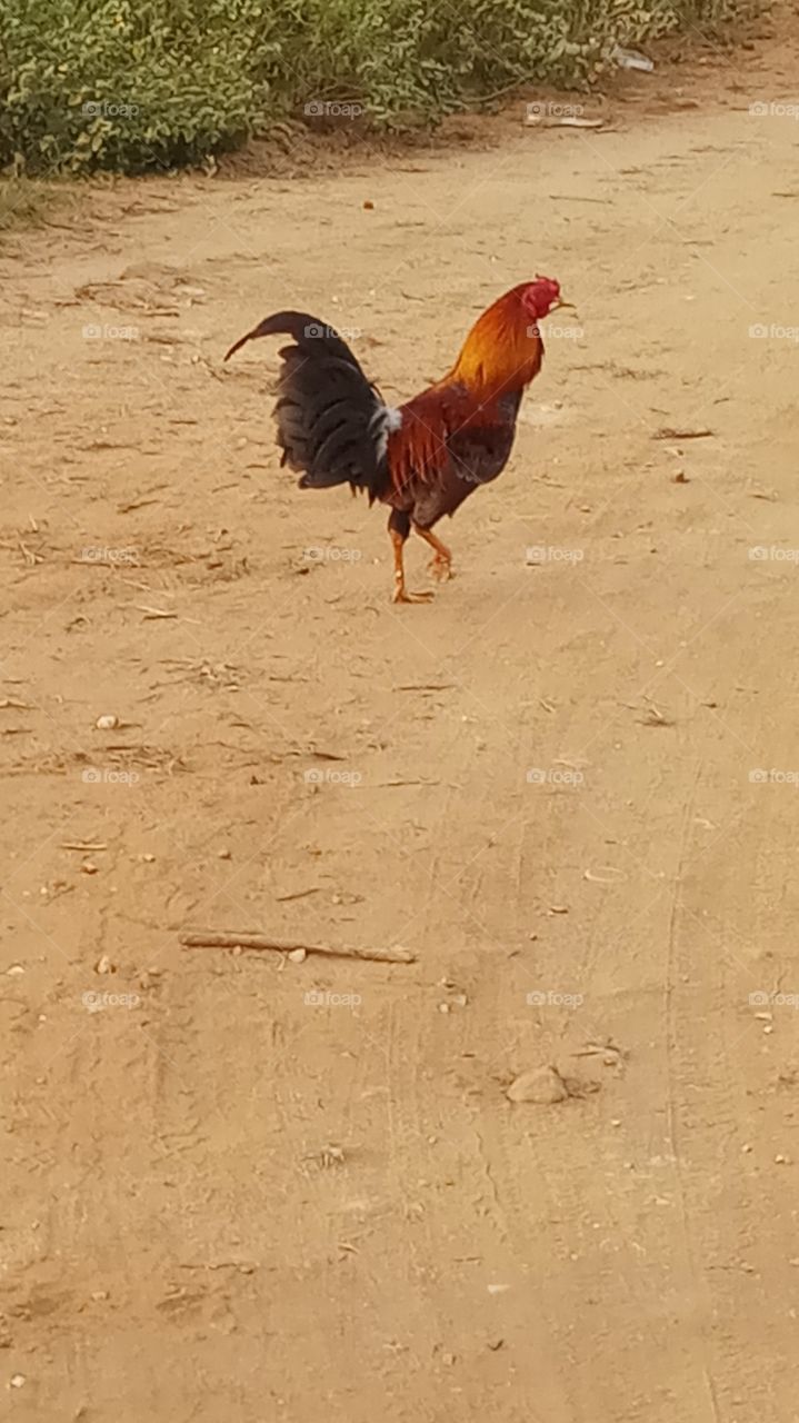 This bird is very very beautyfull and nice click