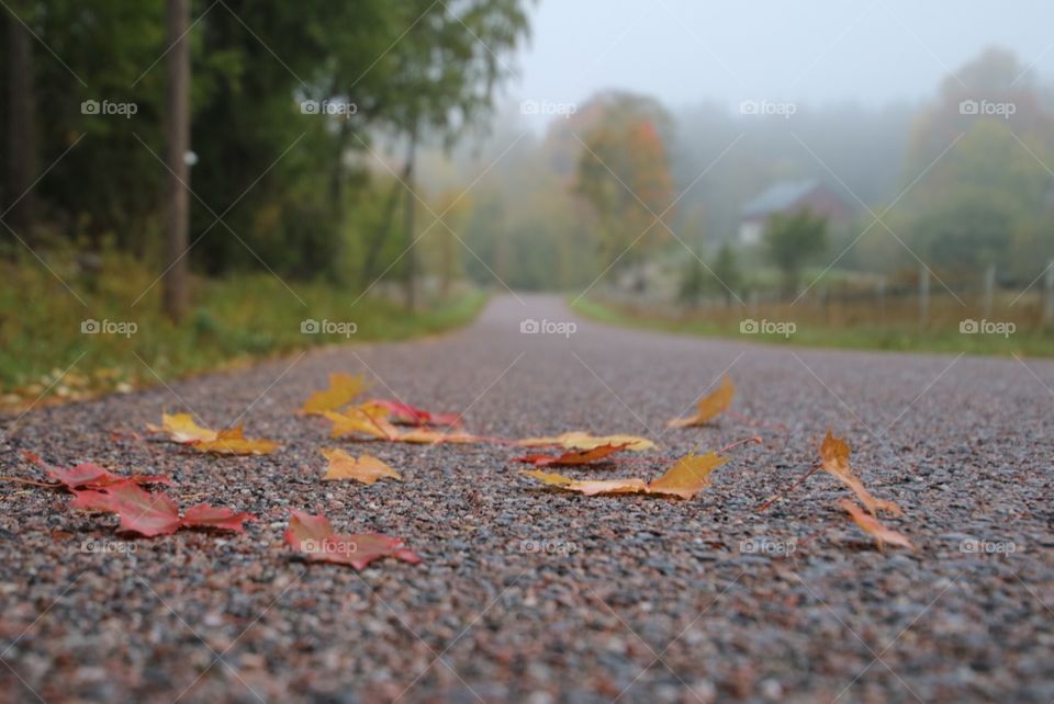 Foggy autumn morning in the countryside