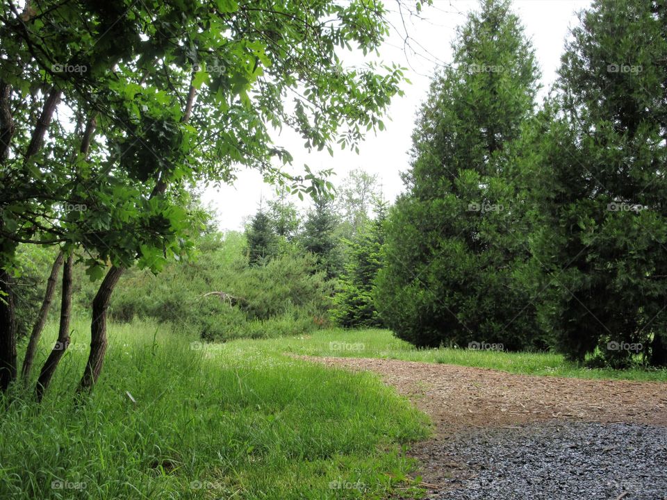 conifer path