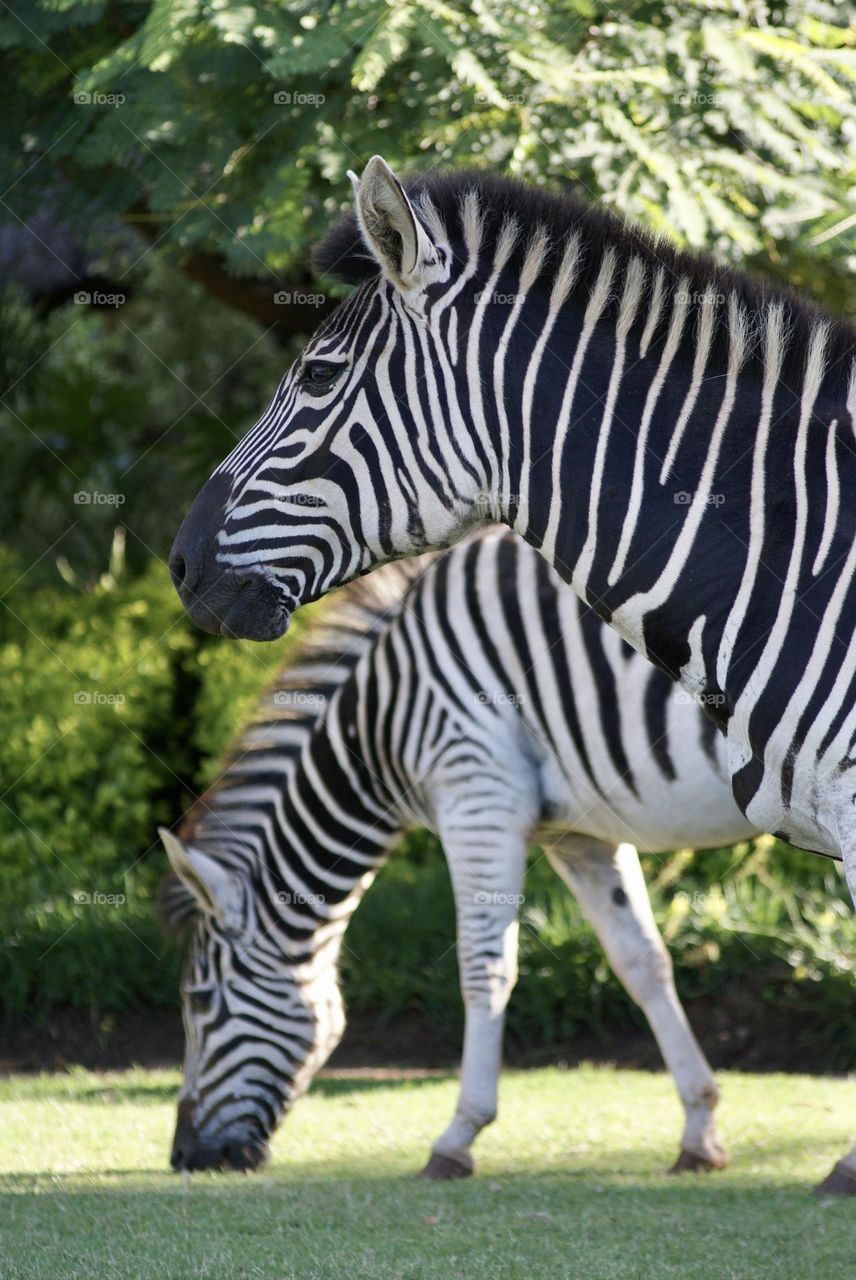 A pair of zebras eating grass in Zimbabwe 
