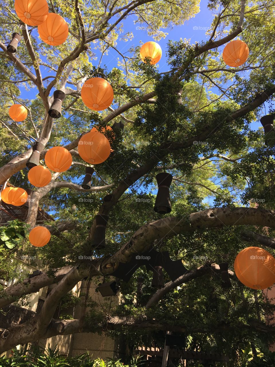 Orange lanterns in a tree