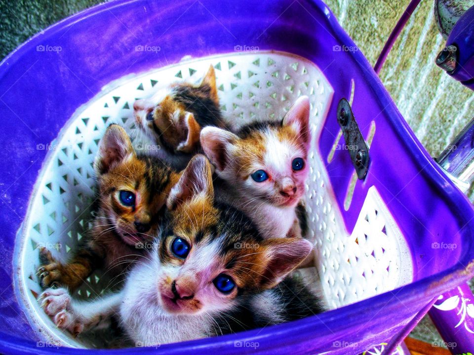 Four cute kittens in a plastic basket
