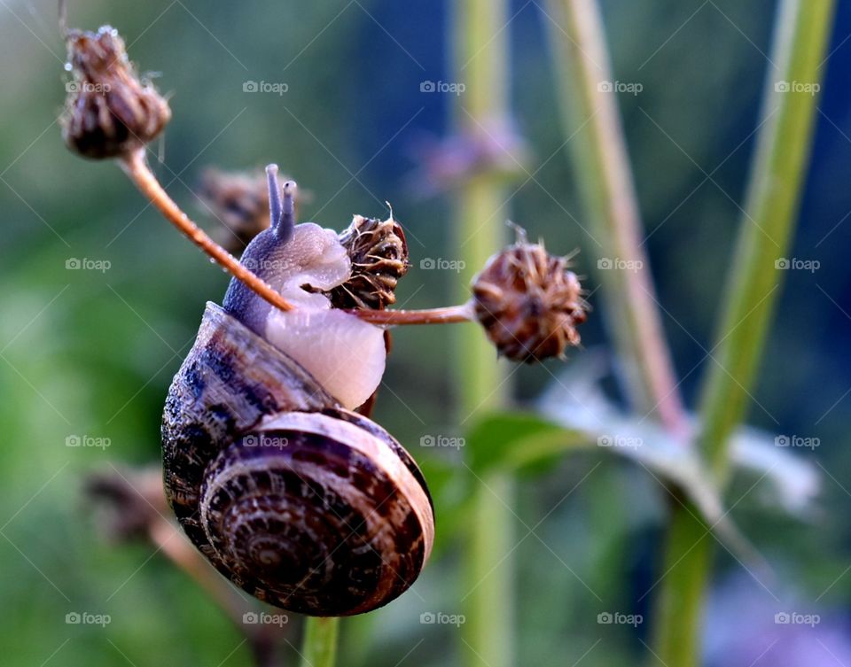 Snail