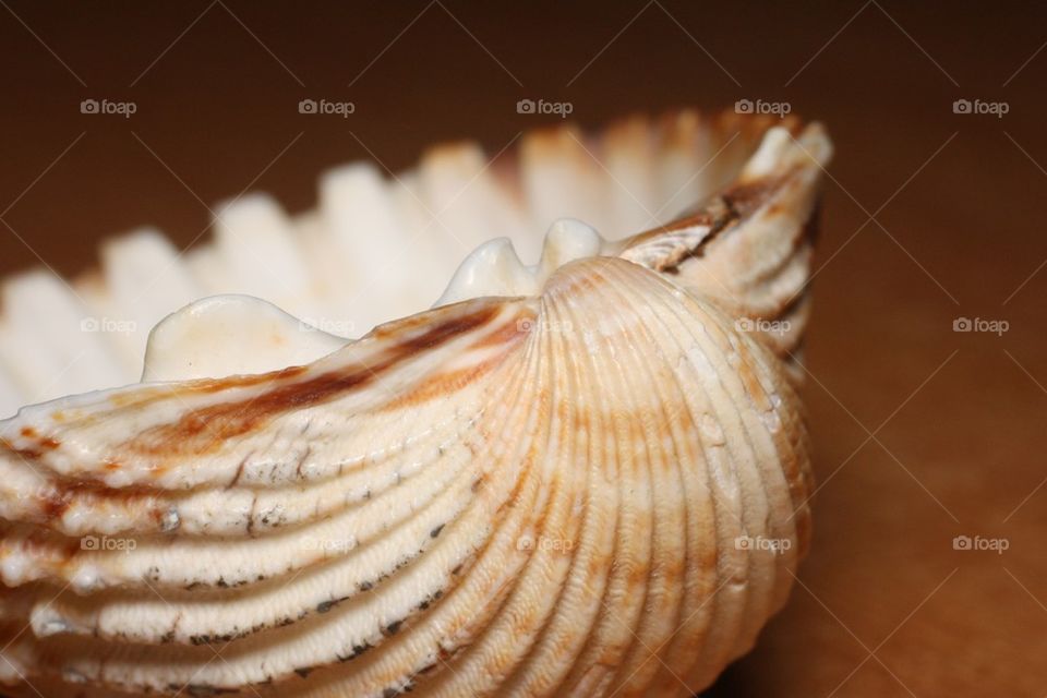 Shell