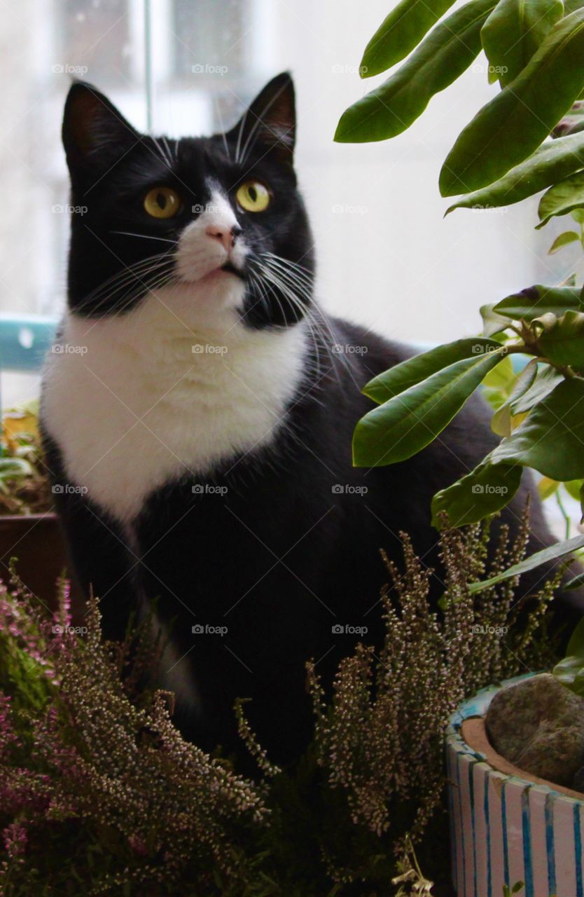 ”Howcome its not good place to sit?” Cat sitting on callunas